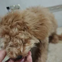 سگ پودل|سگ|مشهد, چهارچشمه|دیوار