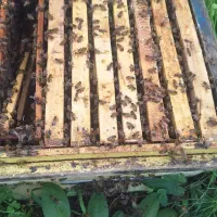 صد عدد زنبور|حیوانات مزرعه|چابکسر, |دیوار