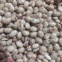 لوبیا چیتی|عمده‌فروشی|سمیرم, |دیوار