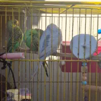 دو جفت مرغ عشق و یک عدد قناری ماده آماده|پرنده|خوی, |دیوار