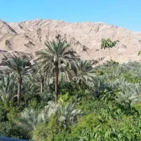 سفر به دل نخلستان زیبا ازمیغان طبس