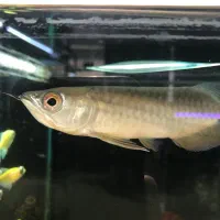 اروانا هایبک ۱۴سانتی