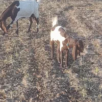 بز و بزغاله اصیل و پاکستانی