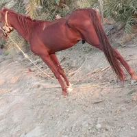 اسب ترک عرب