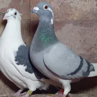 کبوتر مسافتی|پرنده|مشهد, آزادشهر|دیوار