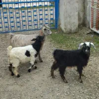 3بزقاله 5بره تالشی