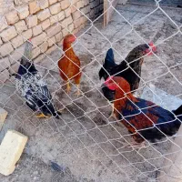 خروس و مرغ محلی|حیوانات مزرعه|دشتابی, |دیوار