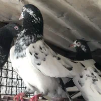 کبوتر پاکستانی