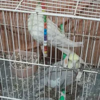 جفت عروس|پرنده|تربت جام, میان جام|دیوار