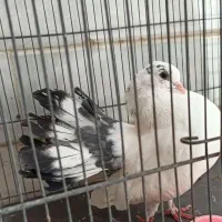 کبوتر دم چتری ماده