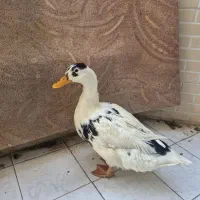 مرغابی ۵ستاره