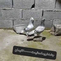 کبوترپلنگ|پرنده|گنبد کاووس, |دیوار