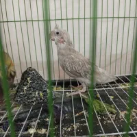 فروش یه جفت عروس هلندی|پرنده|بوکان, |دیوار