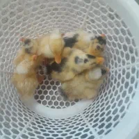 اردک کاکلی و گلین