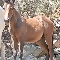 فروش اسب