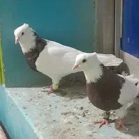 ستا طوقی خوب|پرنده|برازجان, |دیوار