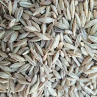 غلات کشاورزی جوو گندم|خوردنی و آشامیدنی|خرمدره, |دیوار