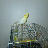 جوجه عروس هلندی نر ۲دوماهه با قفس دون خور شده|پرنده|کوهدشت, |دیوار