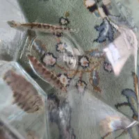 ماهی لوچ دلقک پاکستانی