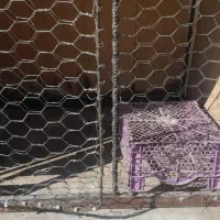 گنجه|لوازم جانبی حیوانات|قلعه نو, |دیوار