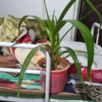 گل معاوضه دارم باقندوچای برنج وتقدی
