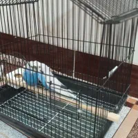 مرغ عشق|پرنده|بوئین زهرا, |دیوار