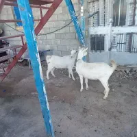 بزغاله عتیقه|حیوانات مزرعه|جوانرود, |دیوار