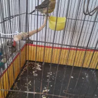 فروش ماده قناری شتری آماده آماده