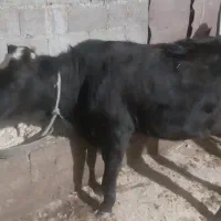 گاووگوساله لیشه چالوسی شکمدار۸ماه|حیوانات مزرعه|لولمان, |دیوار