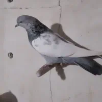 .سینه سبز|پرنده|شیراز, دینکان|دیوار