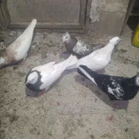 رنگی|پرنده|بهارستان, |دیوار