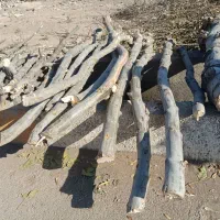 فروش چوب تر|گل و گیاه طبیعی|الوند, |دیوار