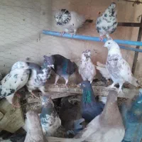 کفتر پرشی. ویاهو|پرنده|قم, نخودی|دیوار