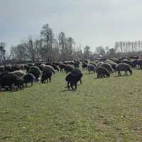 بره
