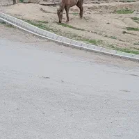 اسب|اسب و تجهیزات اسب‌سواری|هریس, |دیوار