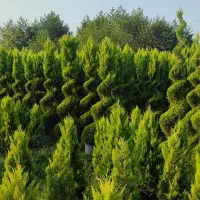 کاج لاوسون ، یاس هلندی ، مورت پیوندی