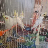 عروس هلندی