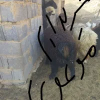 میش ابستن یا زایمان کرده