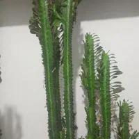 گل افوربیا سبزدوتا