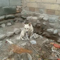 کوتاه‌ماده‌فروشی