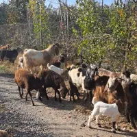 فروش بز وبزغاله|حیوانات مزرعه|مرند, |دیوار