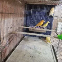 قناری های سالن|پرنده|قیدار, |دیوار