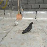 کفتر|پرنده|هریس, |دیوار