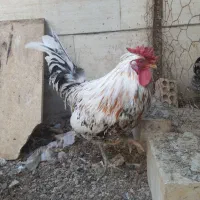 خروس گلین لری اصیل چهل تاج کیفیت بالا