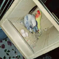 کوتوله برزیلی|پرنده|شیراز, دشت چنار|دیوار
