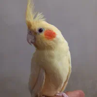 عروس هلندی