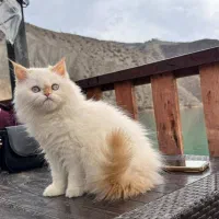 گربه گمشده