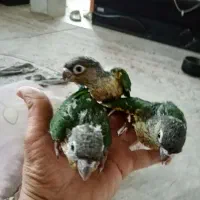 گرینچک