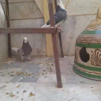 کفتر