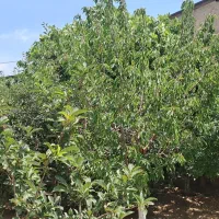 زمین فروشی